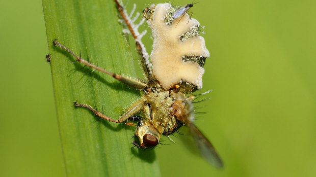 The fungus kills the fly and then grows out of its abdomen.
