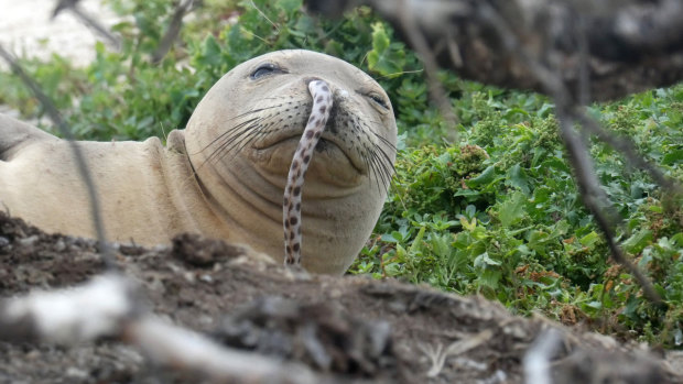 A juvenile Hawaiian monk seal was found with a spotted eel in its nose at French Frigate Shoals in the Northwestern Hawaiian Islands.