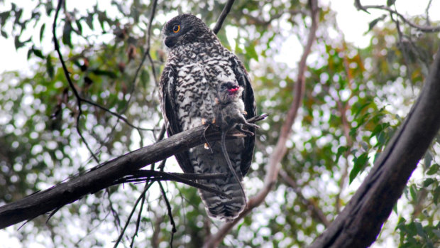 A powerful owl holding a rat. 