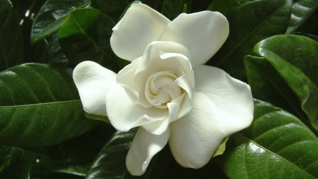 If you find the right spot – warm and protected from
winds – gardenia are surprisingly low maintenance.
