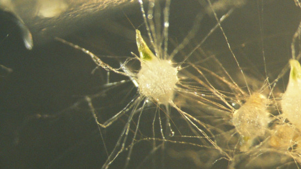The early stage of seedling development. The orchid's "fungal partner" enters the seed through the hairs, and the orchid digests the fungi to gain nutrition. Getting the balance of nutrients and media right is critical; if the scientists get it wrong, the fungal partner will instead act as parasite and 'eat' the seedling. 