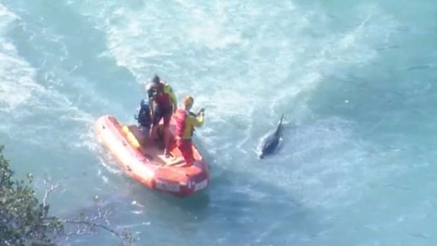 ‘Too many sharks’: Dolphin’s death under investigation as shark sightings close Sydney beaches