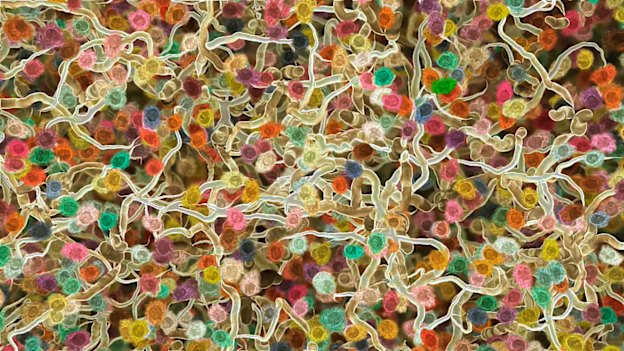 B cells inside a lymph node.