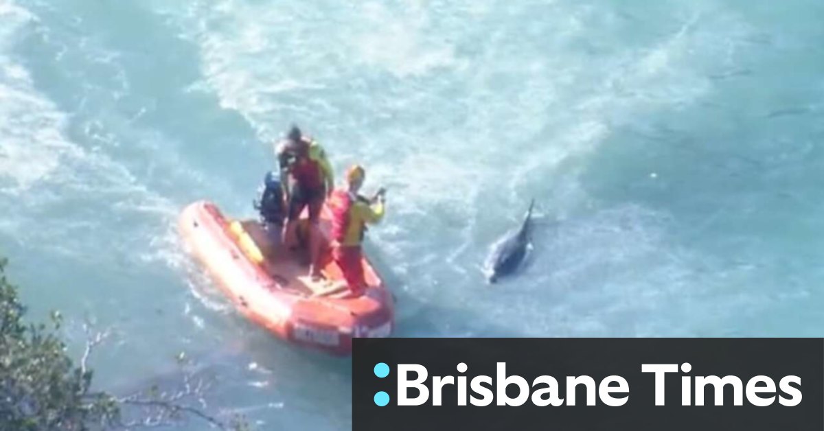 Shark attack on dolphin closes Sydney's northern beaches - Vimarsana News
