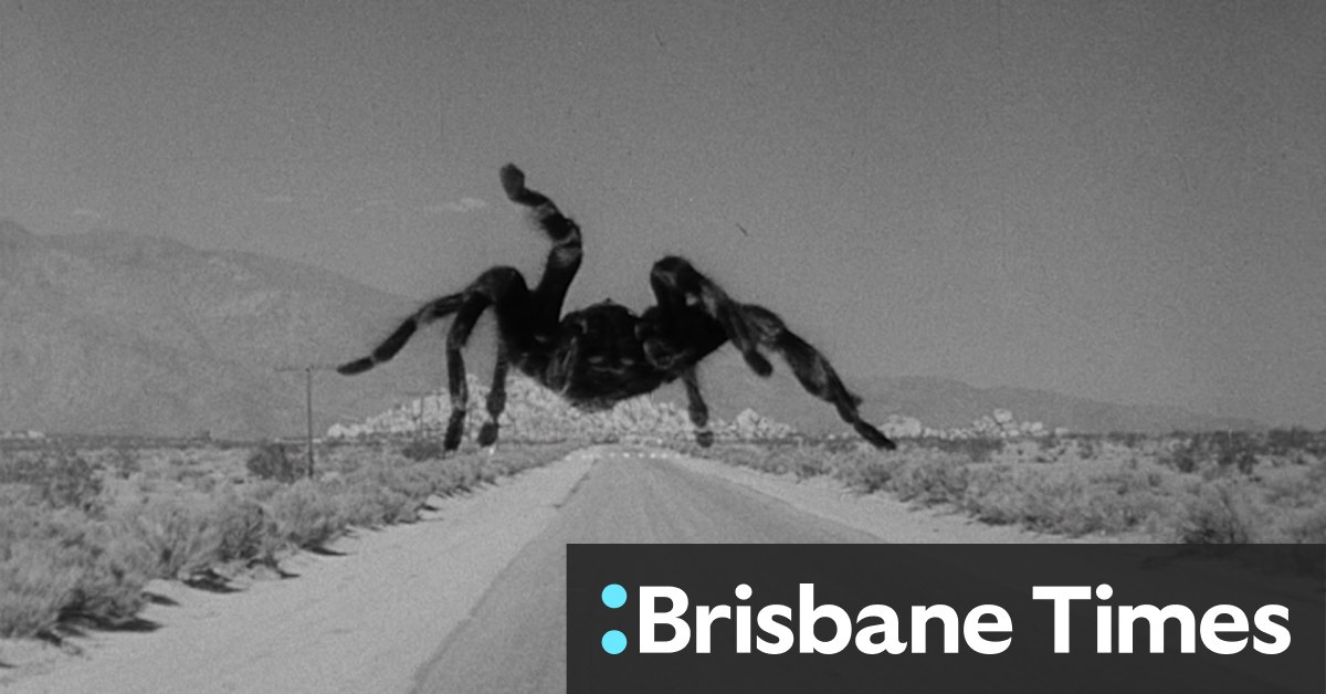 Why spiders aren't the villains you think they are - Vimarsana News