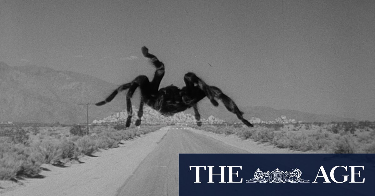 Why spiders aren't the villains you think they are - Vimarsana News
