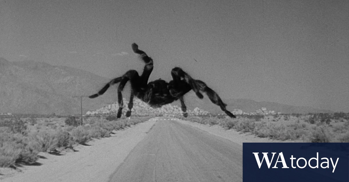 Why spiders aren't the villains you think they are - Vimarsana News