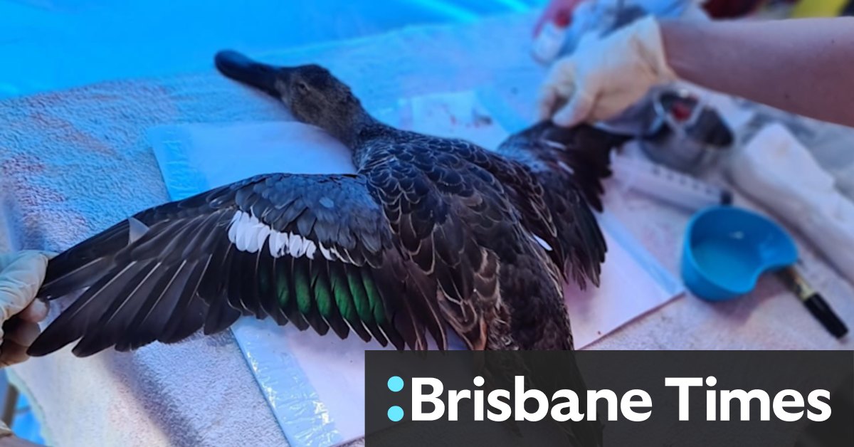 Fearful swans abandon their nests at start of duck-shooting season - Vimarsana News