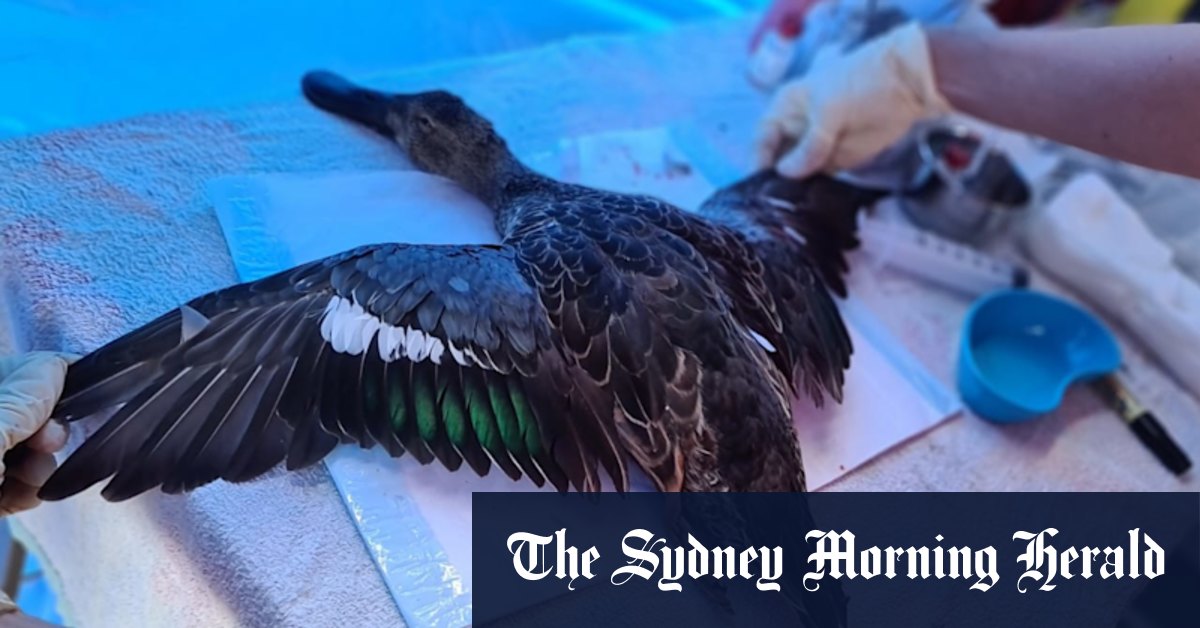 Fearful swans abandon their nests at start of duck-shooting season - Vimarsana News