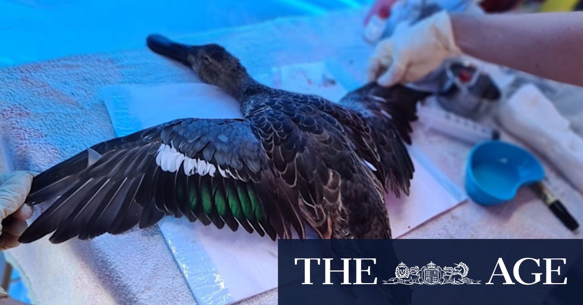 Fearful swans abandon their nests at start of duck-shooting season - Vimarsana News