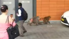 Several baboons have escaped a facility on the grounds of Royal Prince Alfred Hospital in Sydney.