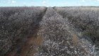 ASX-listed Select Harvests has purchased the 1566ha Piangil Almond Orchard in north-western Victoria for $129 million. 