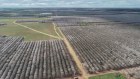 Blooming assets: Select Harvests Piangil orchard in northwestern Victoria. 