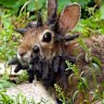 The growths don’t harm rabbits unless they grow on their eyes or mouths and interfere with their eating.