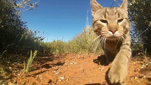 Feral cats inhabit 99.8 per cent of the continent.