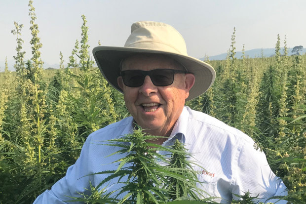 Barry Lambert in a hemp plantation in Tasmania: “Hemp is as safe – and natural – as broccoli or orange juice,” he says.