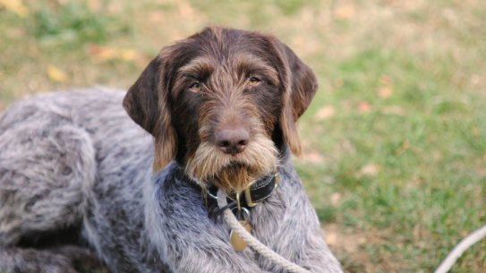 Several dogs have been shot by a rural pound to due to social distancing.