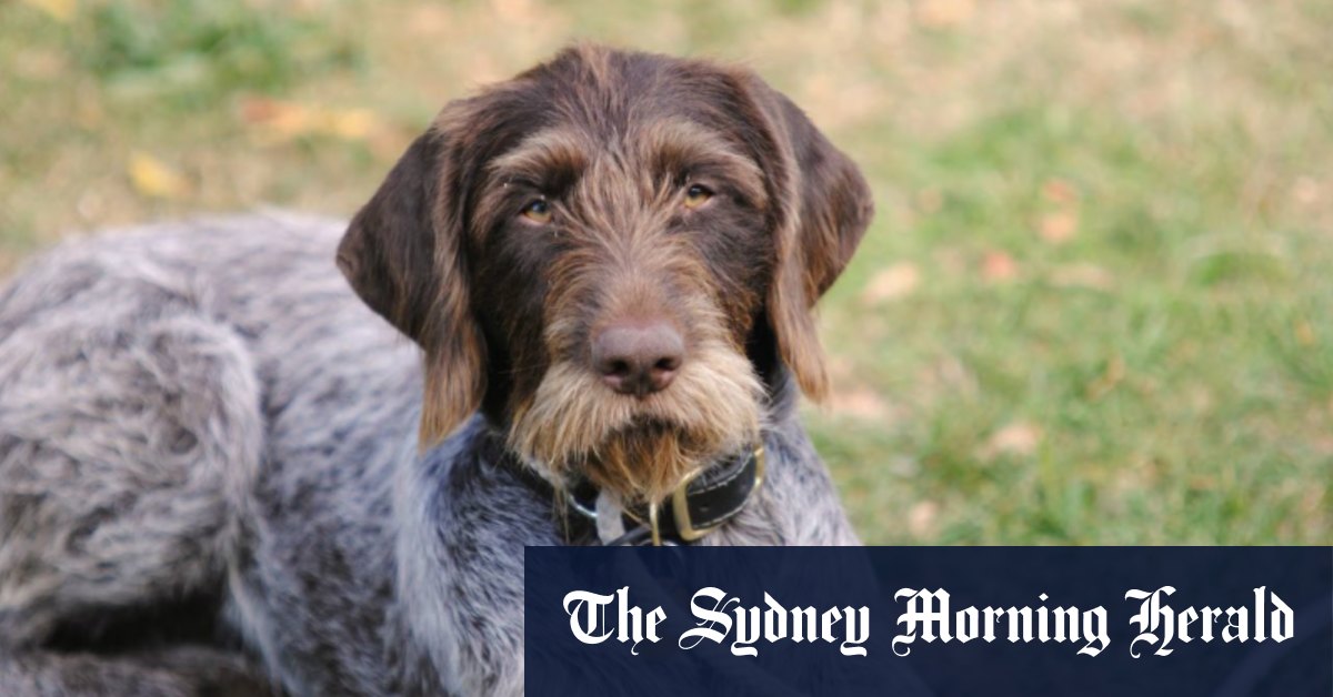 Rescue dogs shot dead by NSW council due to COVID-19 restrictions