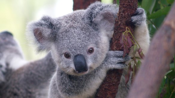 Koala reservations planned for NSW  have been criticised by environmental groups.