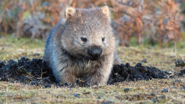 An inquiry has been launched into the hunting of wombats. 