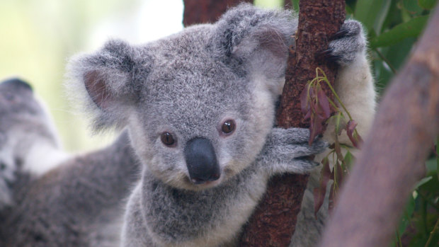 Koala reservations planned for NSW  have been criticised by environmental groups.