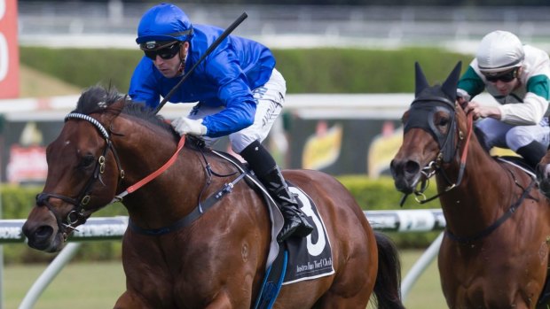 Blue beauty: James Cummings rates Viridine the stable's best chance at Scone.