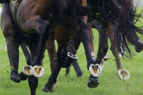 There are plenty of options for punters on a heavy track at Gosford.