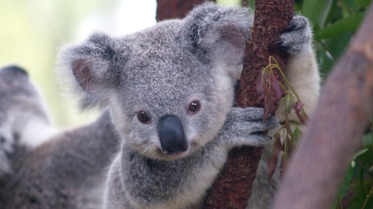 NSW chooses timber over koalas, critics of habitat plan claim