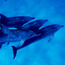 Dead dolphins spotted near WA oil slick not our fault, Santos claims