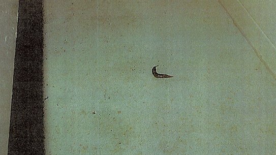 The offending slug, which Ian Cook claims was planted in his kitchen.