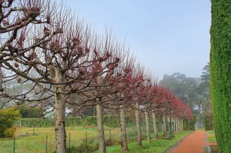 The pollarded lindens in winter.