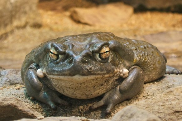 The Sonoran Desert toad.