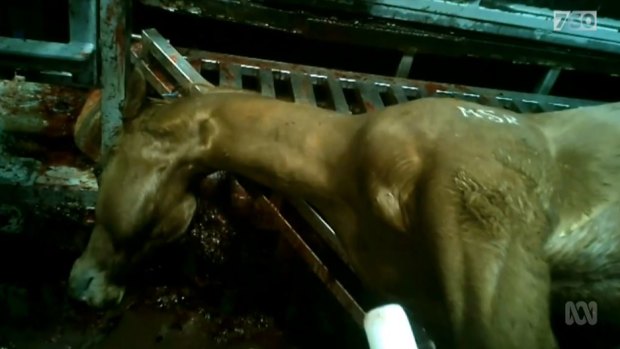 ABC's 7.30 program revealed alleged acts of animal cruelty as racehorses are sent to slaughterhouses. 