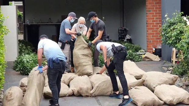 Police seze hundreds of cannabis plants in Lalor in October.