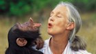 While first studying chimps in Tanzania in the early 1960s, Goodall was known for her unconventional approach. She didn’t simply observe them from afar but immersed herself in every aspect of their lives.