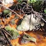 A photo of the orange-coloured pollution.