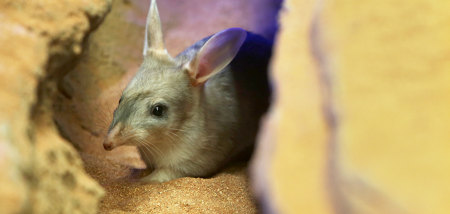 The latest bilby born at the Ipswich Nature Centre needs a name.