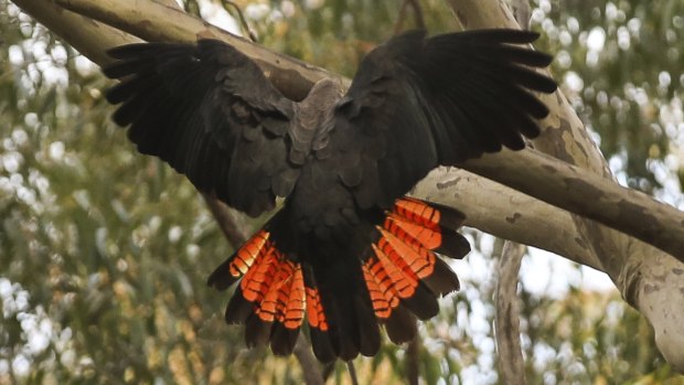 Glossy black cockatoos are now listed as vulnerable due to habitat loss from the black summer bushfires.