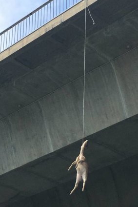 A deer hanging from Alfords Point Bridge. 