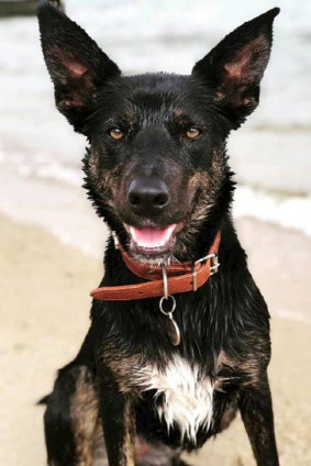 Dog Ezra was stabbed to death at Glen Creek, in northern Victoria. 