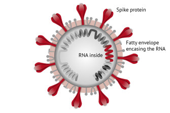 "Trouble wrapped in protein": Inside its spiky outer shell the coronavirus contains a folded-up strand of RNA.