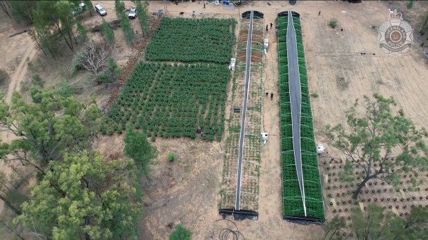 An aerial view of the cannabis uncovered at the Old Talgai property.