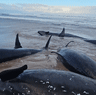 False killer whales stranded in Tasmania.