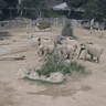 Elephants huddle to protect calves during earthquake.