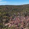 WA’s parched forest canopy is turning brown as large areas die