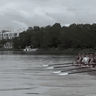 The shark leaps out of the Parramatta River while King’s School rowers train in Sydney earlier this week.