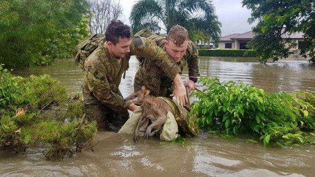 Two soldiers rescue a kangaroo from floodwaters.