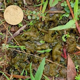 Snot, Nostoc commune. Like blue green algae, it is a cyanobacterium. It pops up in the garden in the rain, and spreads. 
