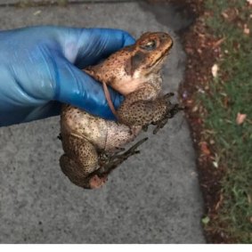 Captured: Coogee cane toad.