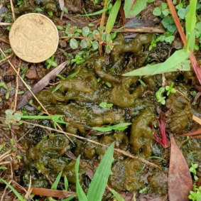 Snot, Nostoc commune. Like blue green algae, it is a cyanobacterium. It pops up in the garden in the rain, and spreads. 